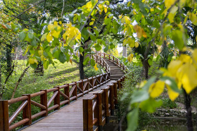 Footpath amidst trees and plants
