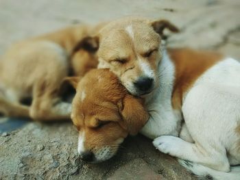 Close up of two cats sleeping