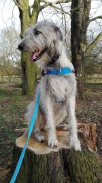 Dog sitting on tree trunk