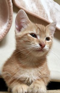 10 week old ginger tabby cat kitten