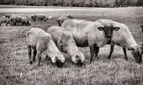 Sheep grazing on field