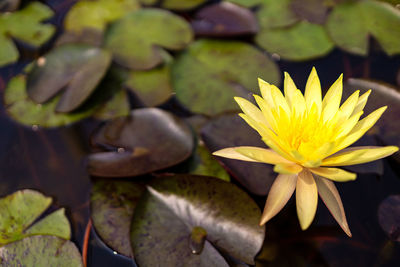 Close-up of lotus water lily in pond