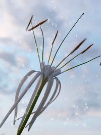 Close-up of plant against sky