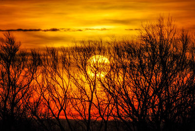 Silhouette plants against dramatic sky during sunset