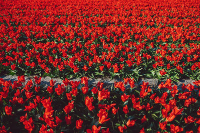 Full frame shot of red flowering plants on field