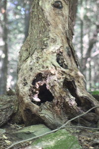 Close-up of tree trunk