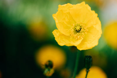 Close-up of yellow flower blooming outdoors