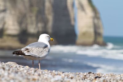 Close-up of seagull perching on beach