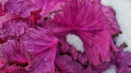 Close-up of pink flower