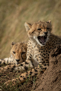 Close-up of cheetah with cubs on land