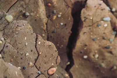 Close-up of lizard on rock