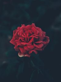 Close-up of red rose against blurred background