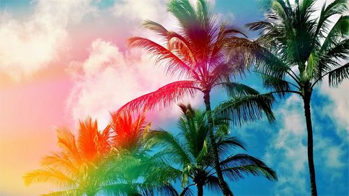 Low angle view of palm trees against cloudy sky