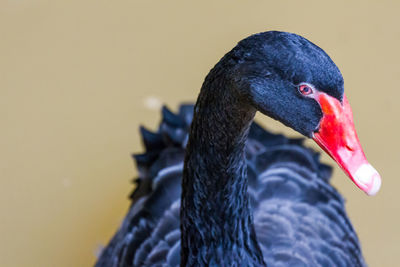 Close-up of black swan