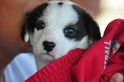 Black and white puppy looking at camera