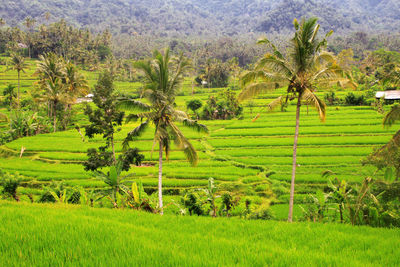 Scenic view of agricultural field