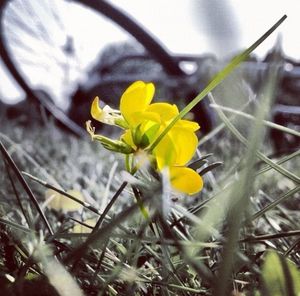 Close-up of yellow flowers