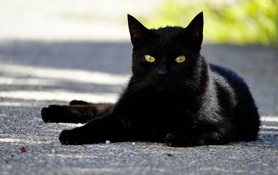 cat