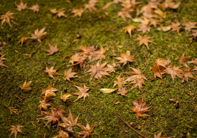 High angle view of maple leaves on field