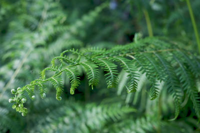 Close-up of fern leaves