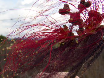 Close-up of flowers