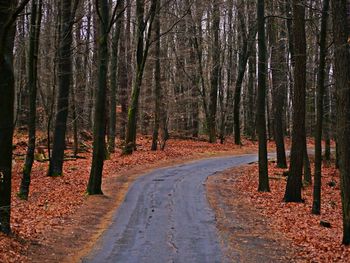 Road amidst trees in forest during autumn