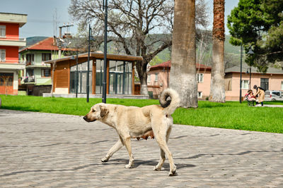 View of dog on footpath against building