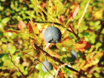 Close-up of plant growing on tree