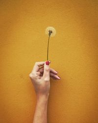 Cropped image of hand holding flower