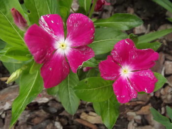 Close-up of pink flowers blooming outdoors