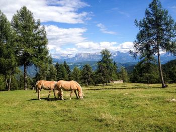 Horses grazing in a field
