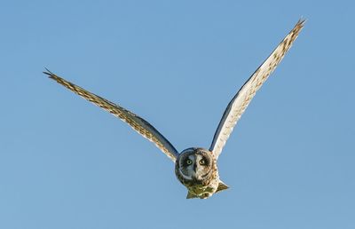 Low angle view of eagle flying in sky