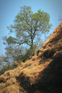 Scenic view of landscape against clear sky