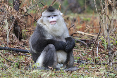 Portrait of monkey sitting outdoors