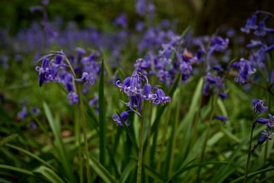 Close-up of purple flowers