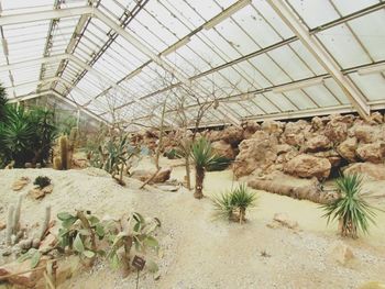 Plants growing in greenhouse