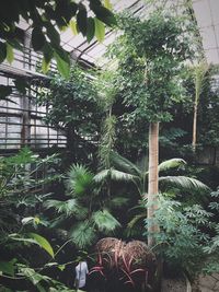 Potted plants in garden