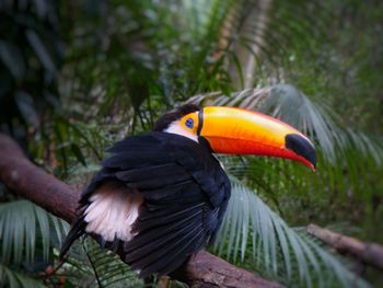 Bird perched on tree trunk