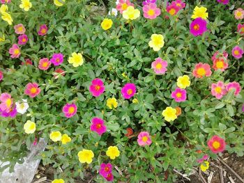 High angle view of flowers blooming outdoors