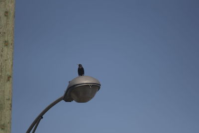 Low angle view of street light against clear sky