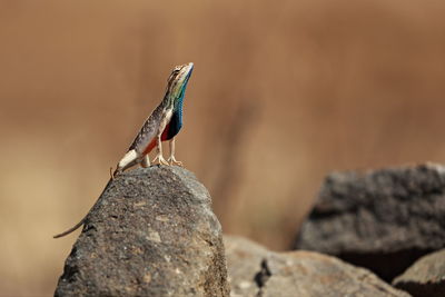 Close-up of bird perching outdoors