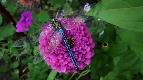 Close-up of butterfly pollinating on purple flower