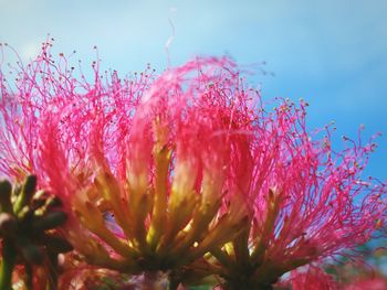 Close-up of pink flowers against sky