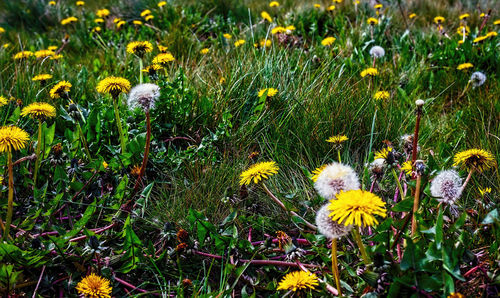 Close-up of yellow flowering plants on field