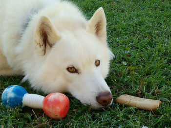 Close-up of dog on grass