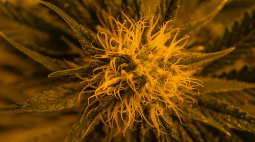 Close-up of yellow flowering plant