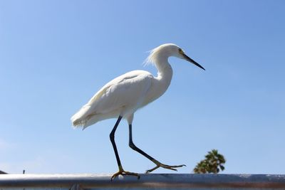 Side view of bird against blue sky