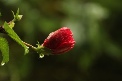 Close-up of red rose bud