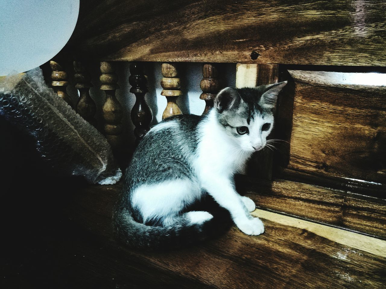 CAT SITTING ON WOODEN TABLE IN ROOM