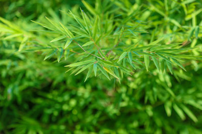 Close-up of green leaves